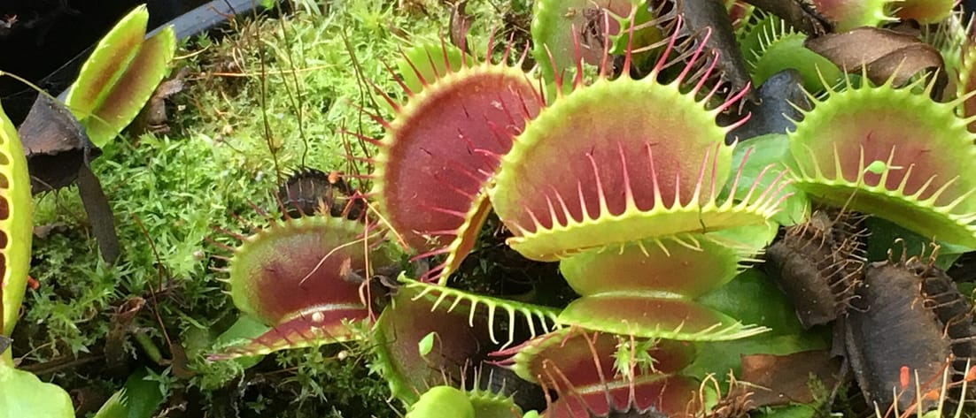 Venusfliegenfalle aus der Botanischen Staatssammlung München