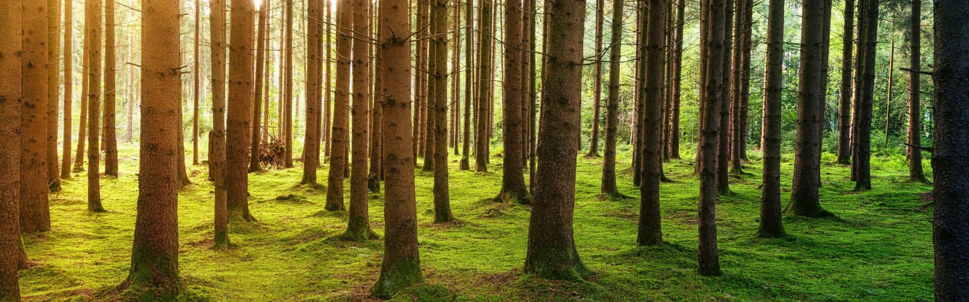 Sonne scheint durch die Baumkronen in einem Wald