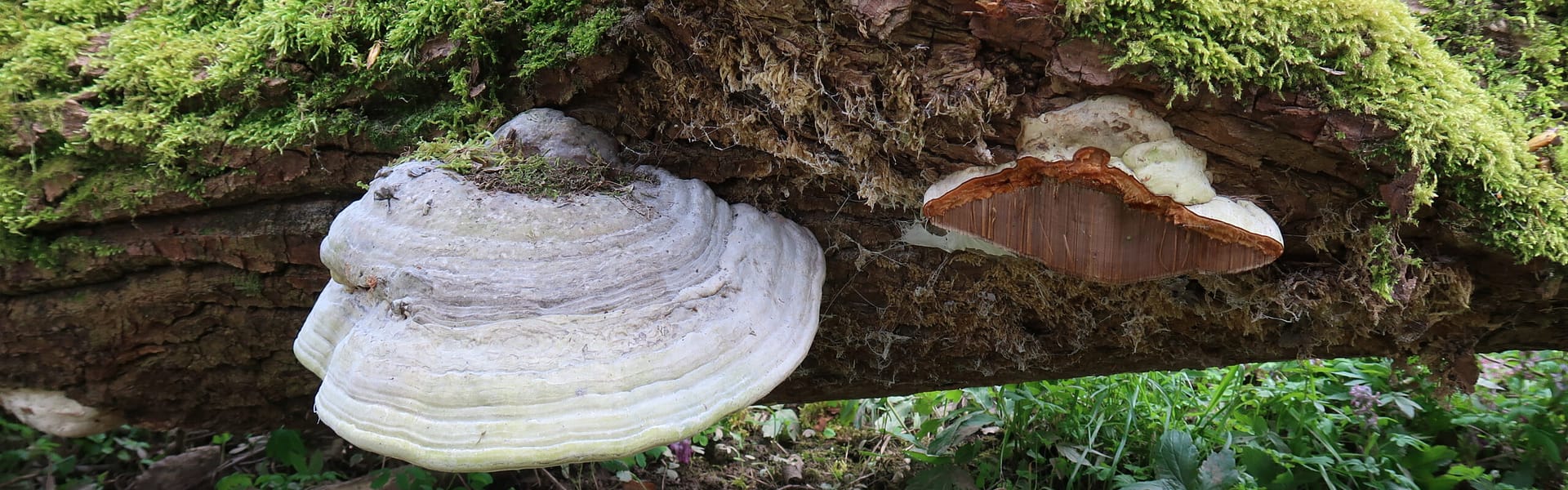 Pilz, der aus einem Baum heraus wächst