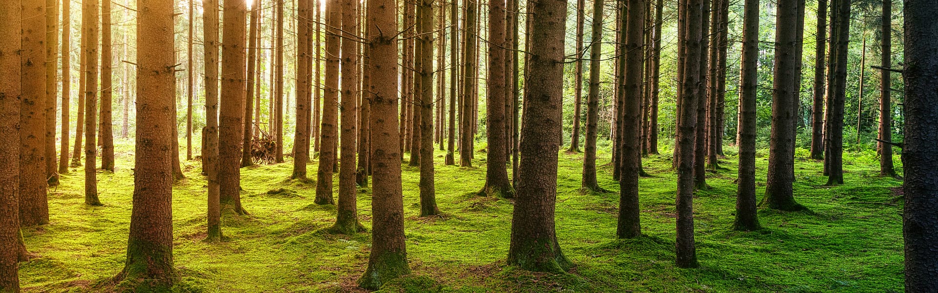 Sonne scheint durch die Baumkronen in einem Wald