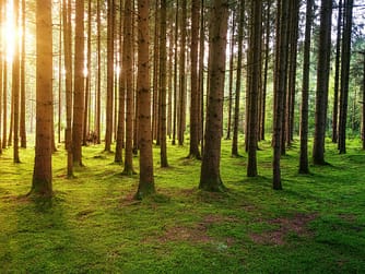 Sonne scheint durch die Baumkronen in einem Wald