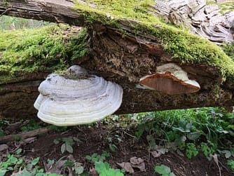 Pilz, der aus einem Baum heraus wächst