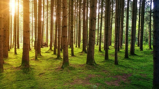 Sonne scheint durch die Baumkronen in einem Wald