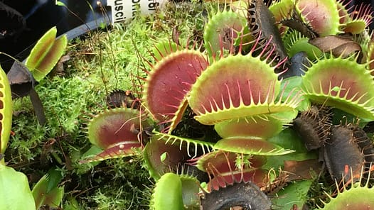 Venusfliegenfalle aus der Botanischen Staatssammlung München