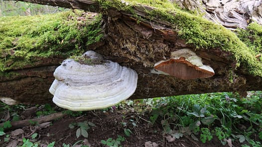 Pilz, der aus einem Baum heraus wächst